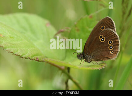 Un grazioso Ringlet Butterfly, Aphantopus hyperantus, appollaiate su un Rovo foglie. Foto Stock