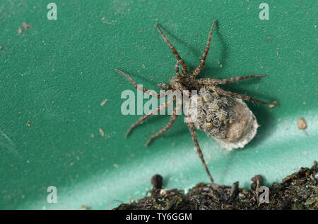 Un magnifico Wolf Spider, Pardosa, portando i suoi neonati sul suo retro. Foto Stock