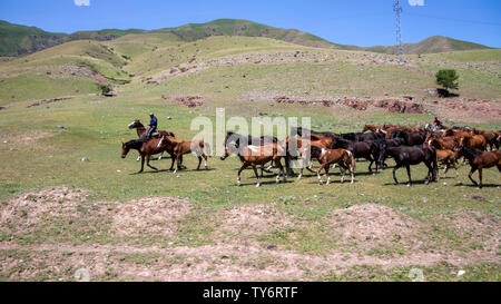 Allevamento di cavalli sullo sfondo di verdi colline. Viaggi in Kirghizistan. Foto Stock