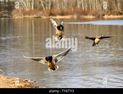 Due mallard anatre maschio e uno americano wigeon maschio di anatra in inverno. Volare verso la telecamera, pronti a sbarcare nel lago di Lafarge, Coquitlam, British colonna Foto Stock