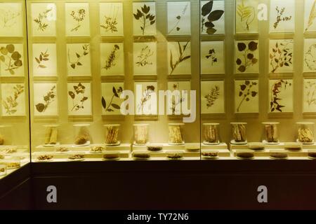 Exhibition Hall di cinese materiali medicinali Foto Stock