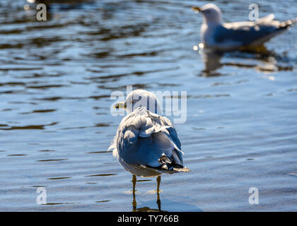 Bellissimi gabbiani in piedi sul lago appena scongelato. Stupefacente primo piano, si può vedere l'anello rosso intorno all'occhio.piume grigio Bluastro, becco giallo Foto Stock