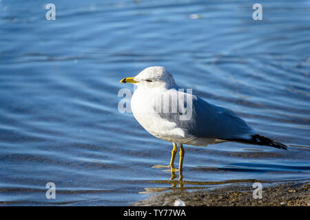 Bellissimi gabbiani in piedi sul lago appena scongelato. Stupefacente primo piano, si può vedere l'anello rosso intorno all'occhio.piume grigio Bluastro, becco giallo Foto Stock