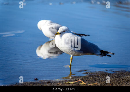 Bellissimi gabbiani in piedi sul lago appena scongelato. Stupefacente primo piano, si può vedere l'anello rosso intorno all'occhio.piume grigio Bluastro, becco giallo Foto Stock