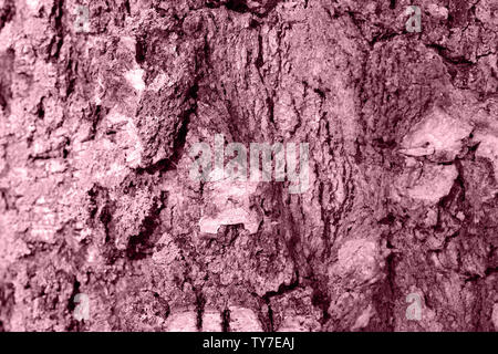 Betulla corteccia texture vicino. Tonica sfondo naturale Foto Stock