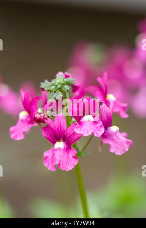 Rosa fiori Nemesia closeup. Regno Unito Foto Stock