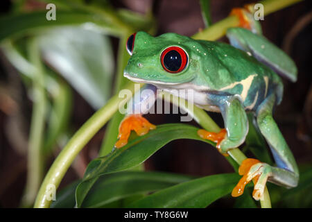 Con gli occhi rossi raganella nel terrarium Foto Stock