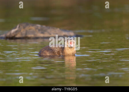 L'immagine di liscio rivestito di lontra (Lutrogale perspicillata) è stato preso nel fiume Chambal, Rajasthan, India Foto Stock