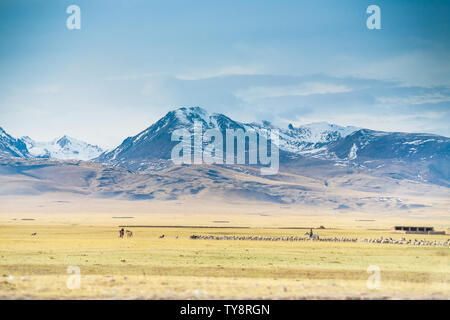 Sono pastori che pascolano sulla prateria Bayinbrook in primavera, sotto le enormi montagne innevate Foto Stock