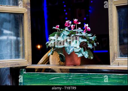 Una pianta in vaso nella finestra Foto Stock