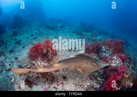 Il comune shovelnose ray, Glaucostegus typus, è noto anche come il gigante shovelnose ray, Great Northern Shovelnose o gigante guitarfish, Indonesia. Th Foto Stock