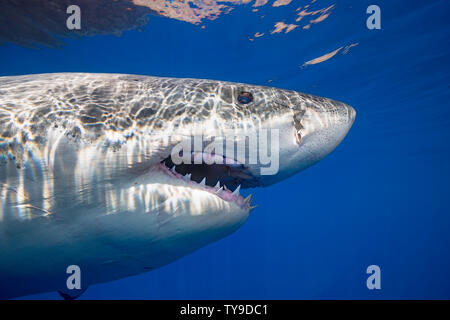 Questo grande squalo bianco, Carcharodon carcharias, è stato fotografato off Isola di Guadalupe, in Messico. Foto Stock