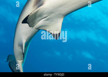 La regione genitale di una femmina di blacktip reef shark Carcharhinus melanopterus, Yap, Micronesia. Foto Stock