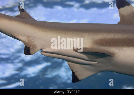 Uno sguardo più da vicino al claspers su un maschio di blacktip reef shark Carcharhinus melanopterus, Yap, Micronesia. Foto Stock