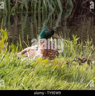 Mallard Duck avente un periodo di riposo Foto Stock