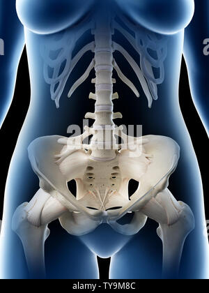 3D Rendering accurato dal punto di vista medico illustrazione di un femmine ossa pelviche Foto Stock