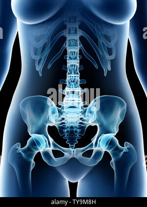3D Rendering accurato dal punto di vista medico illustrazione di un femmine ossa pelviche Foto Stock
