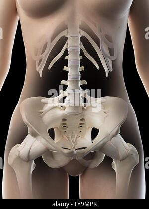 3D Rendering accurato dal punto di vista medico illustrazione di un femmine ossa pelviche Foto Stock