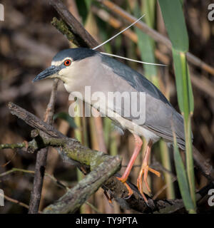 Close up ritratto di un singolo isolato Nitticora gli uccelli selvatici in- Delta del Danubio Romania Foto Stock