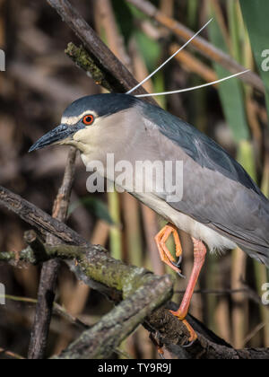 Close up ritratto di un singolo isolato Nitticora gli uccelli selvatici in- Delta del Danubio Romania Foto Stock