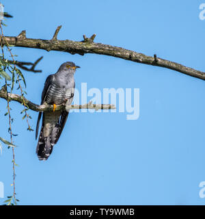 Isolati a singolo coppia cuculo comune di uccelli nel wild- Delta del Danubio Romania Foto Stock