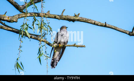 Isolati a singolo coppia cuculo comune di uccelli nel wild- Delta del Danubio Romania Foto Stock