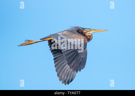 Chiudere isolata di un singolo airone rosso uccello in volo - il Delta del Danubio Romania Foto Stock