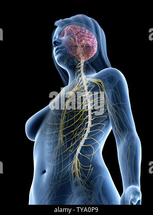 3D Rendering accurato dal punto di vista medico illustrazione di un cervello di femmine e nervi Foto Stock