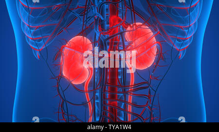 Maschio sistema urinario i reni con anatomia della vescica Foto Stock