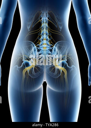 3D Rendering accurato dal punto di vista medico illustrazione di un femmine il nervo sciatico Foto Stock