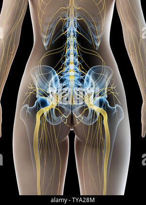 3D Rendering accurato dal punto di vista medico illustrazione di un femmine il nervo sciatico Foto Stock