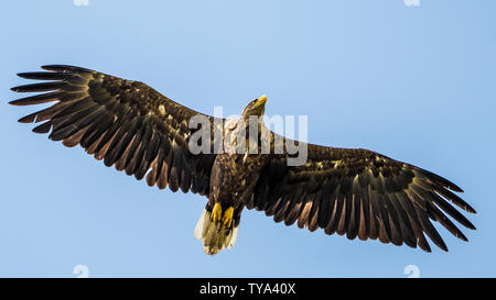 Isolati a singolo coda bianca eagle soaring nel cielo- Delta del Danubio Romania Foto Stock