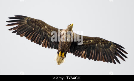 Isolati a singolo coda bianca eagle soaring nel cielo- Delta del Danubio Romania Foto Stock