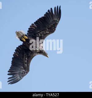 Isolati a singolo coda bianca eagle soaring nel cielo- Delta del Danubio Romania Foto Stock