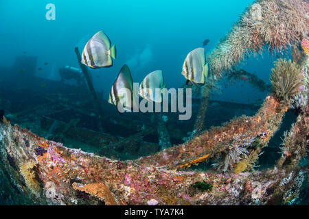 Dusky, Batfish Platax pinnatus, in corrispondenza di una stazione di pulizia sul relitto del Alma Jane off Sabang Beach, Puerto Galera, Mindoro, Filippine. Foto Stock