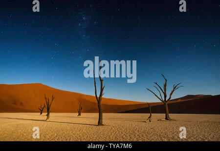 Gli alberi morti sotto un blu stellato la mattina presto il cielo con le dune di color ocra in background. Dead Vlei, Sossusvlei, Namib-Naukluft National Park, Namibia Foto Stock
