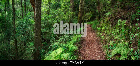Un percorso orlate da alberi di avvolgimento l'approfondita Tugela River Valley. Pomeriggio. Immagine a pieno colore. Rainbow Gorge, Drakensberg, Kwazulu-Natal, Sud Africa Foto Stock