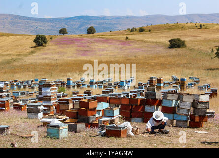 Apicoltore tradizionale con grande cappello bianco lavorando di fronte a centinaia di coloratissimi alveari nel paesaggio panoramico in Turchia. Foto Stock