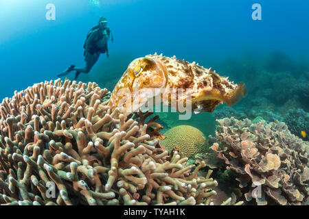 Questa femmina broadclub Le Seppie Sepia latimanus, sta spingendo un uovo nel dito coral dove si schiudono in quattro a sei settimane, Filippine, Asia Foto Stock