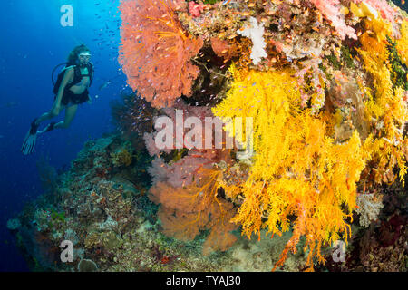 Diver (MR) lungo una goccia ricoperta di gorgonie e coralli alcionario, Fiji. Foto Stock