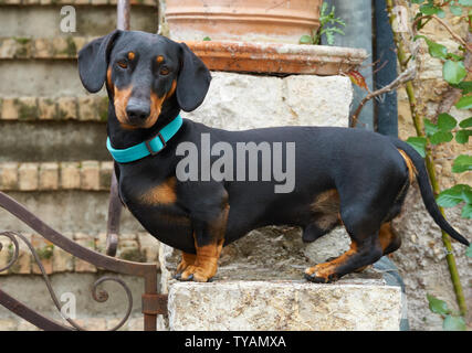 Bassotto sulla scala di pietra della vecchia casa in Francia Foto Stock