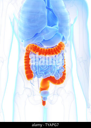 3D Rendering accurato dal punto di vista medico illustrazione di un mans colon Foto Stock