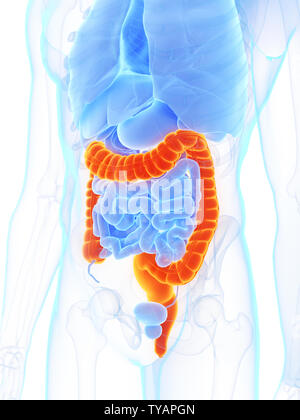 3D Rendering accurato dal punto di vista medico illustrazione di un mans colon Foto Stock