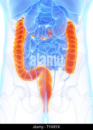 3D Rendering accurato dal punto di vista medico illustrazione di un mans colon Foto Stock