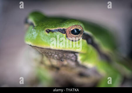 Isolato vicino la macro di una piccola foresta verde rana- Delta del Danubio Romania Foto Stock