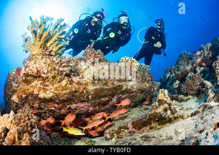 Divers (MR) e una scuola di shoulderbar soldierfish, Myripristis kuntee, lungo con goatfish e snapper, Hawaii. Foto Stock