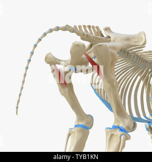 3D Rendering accurato dal punto di vista medico illustrazione del muscolo equino anatomy - Peroneus Quadratus Foto Stock