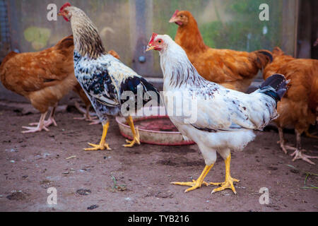 Il pollo a piedi in cantiere Foto Stock