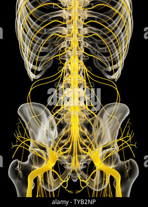 3D Rendering accurato dal punto di vista medico illustrazione del midollo spinale Foto Stock