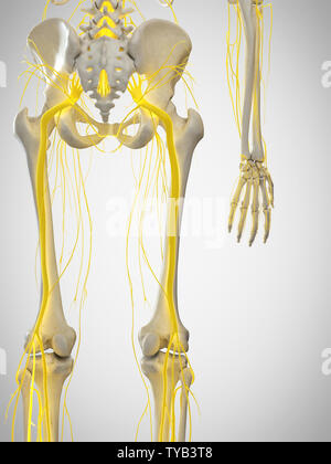 3D Rendering accurato dal punto di vista medico illustrazione del nervo sciatico Foto Stock